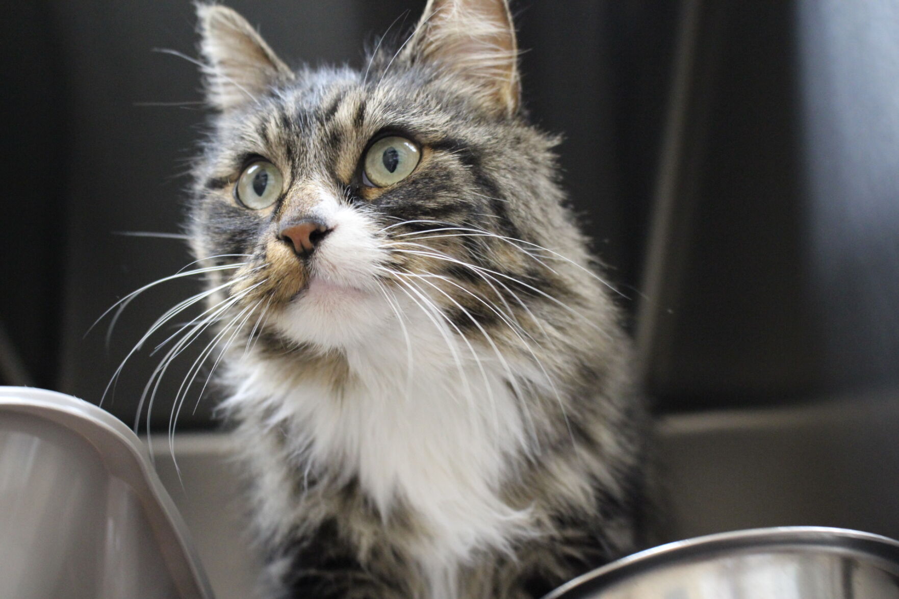 Tellus waits at Berkshire Humane Society.JPG